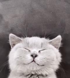 Demander ce catsitter