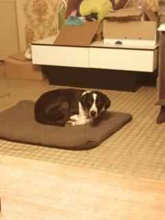 Service : garde animaux Service : garde animaux