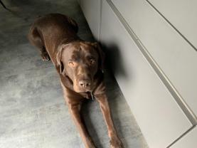 Service : chien Service : chien