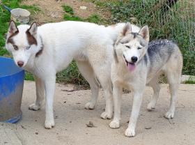 Service : garde animaux Service : garde animaux