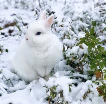 Demander une garde