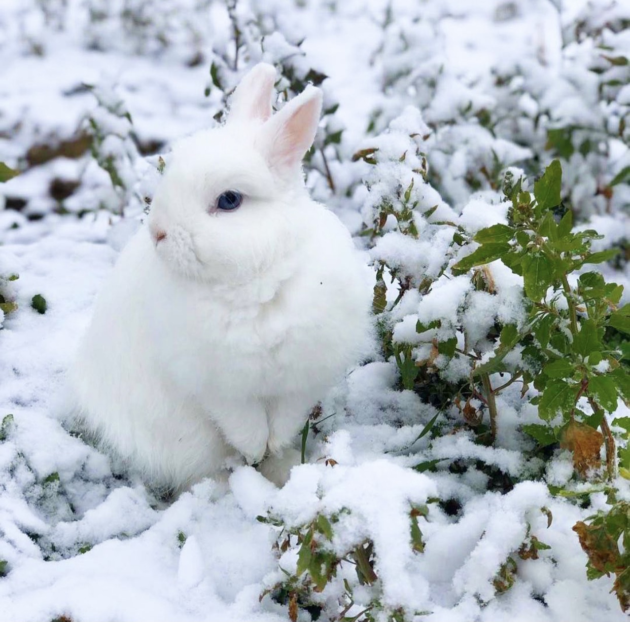Service garde lapin 13 entre particuliers