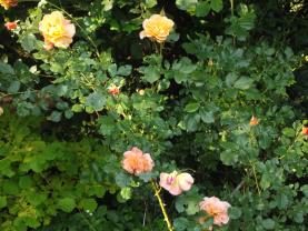 Service : paysagiste Service : paysagiste