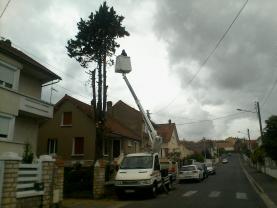 Service : elagage Service : elagage