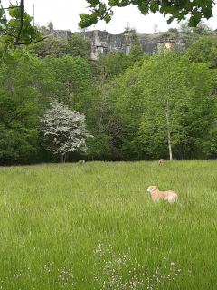 Service : garde animaux Service : garde animaux