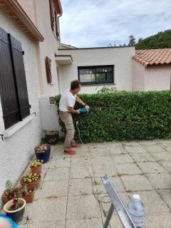 Service : taille de haies Service : taille de haies