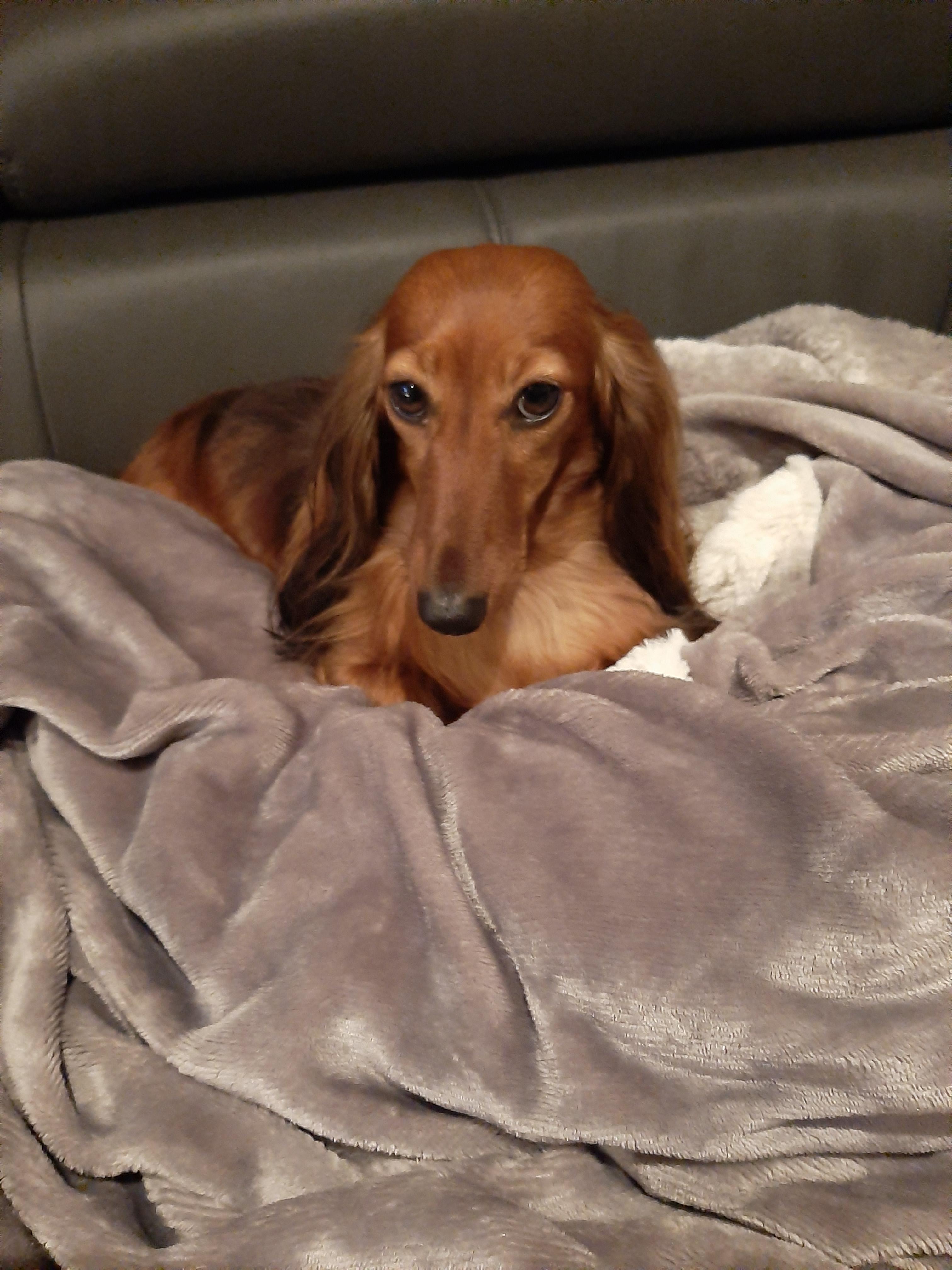 Service garde animaux 33 entre particuliers