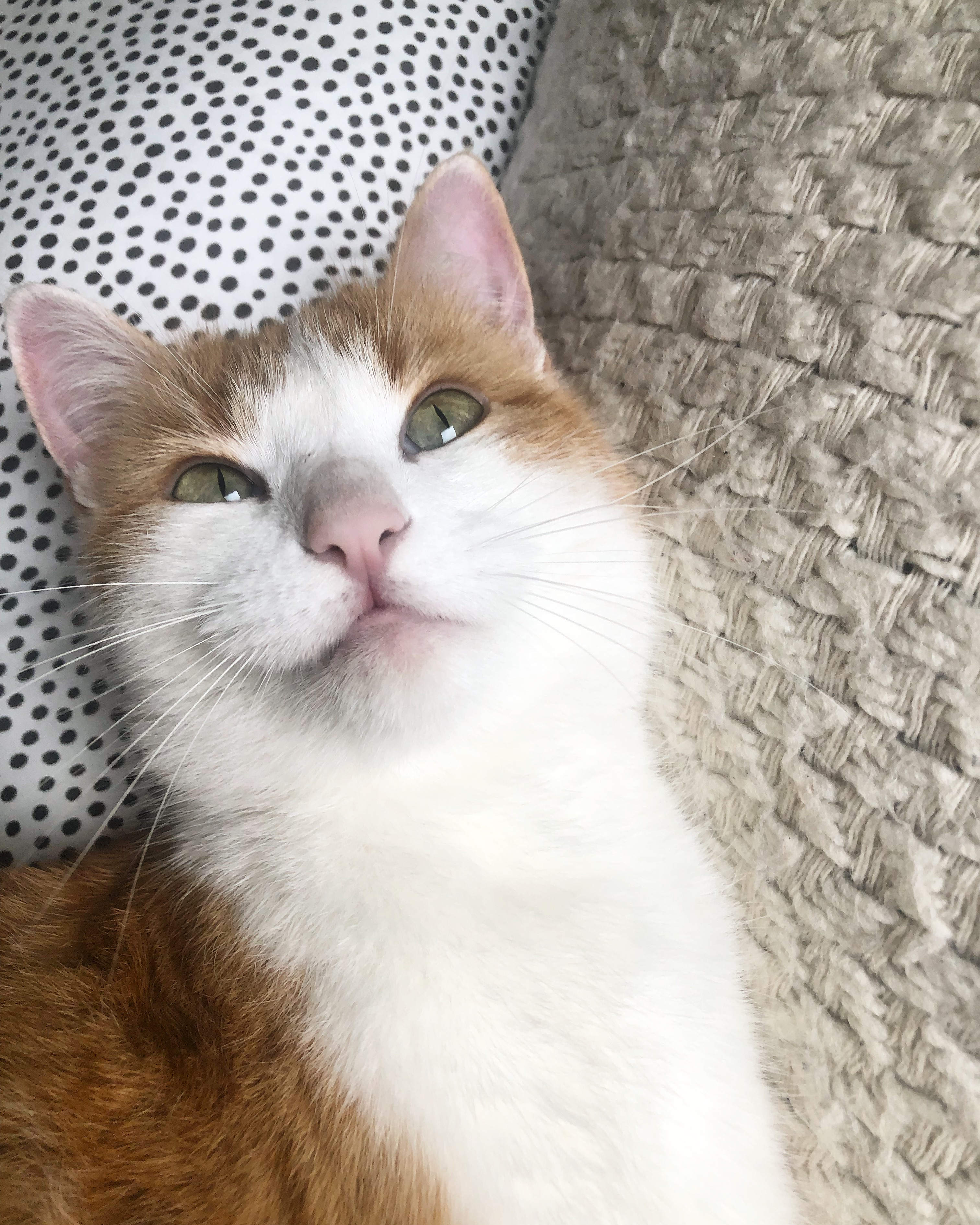 Service garde animaux 40 entre particuliers