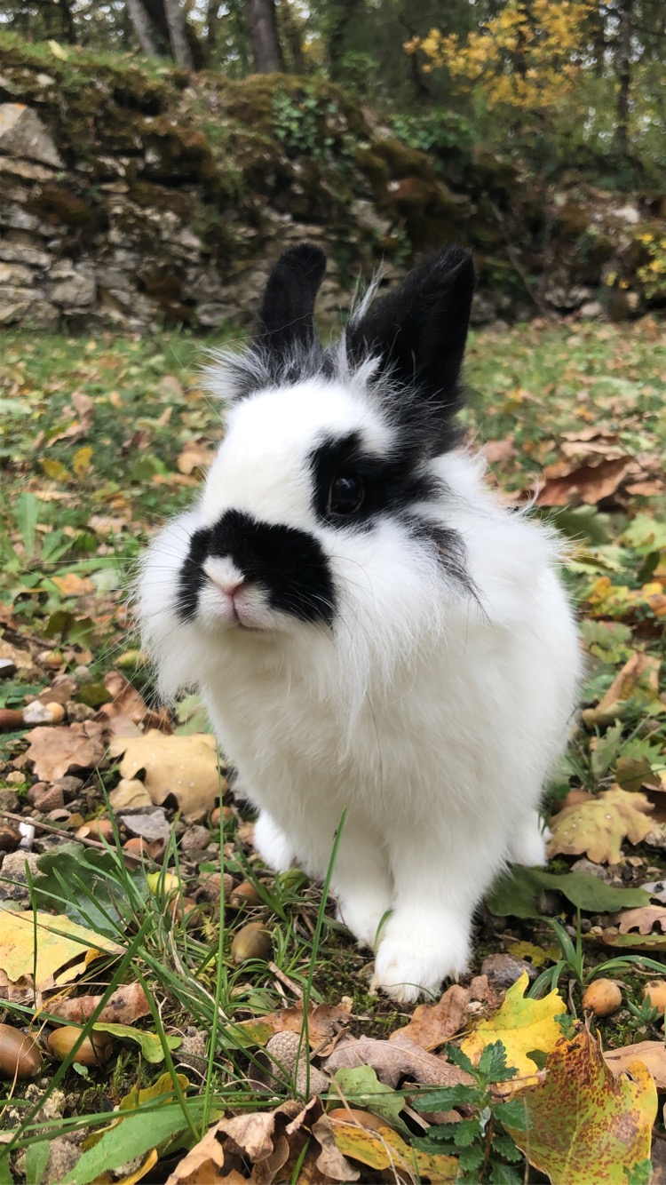 Service garde animaux 31 entre particuliers