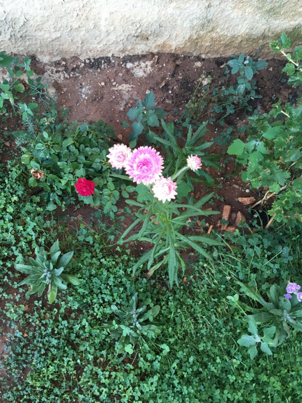 Location jardin potager 13 entre particuliers