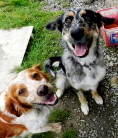 Demander ce petsitter