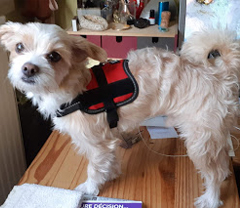 Service : chien Service : chien