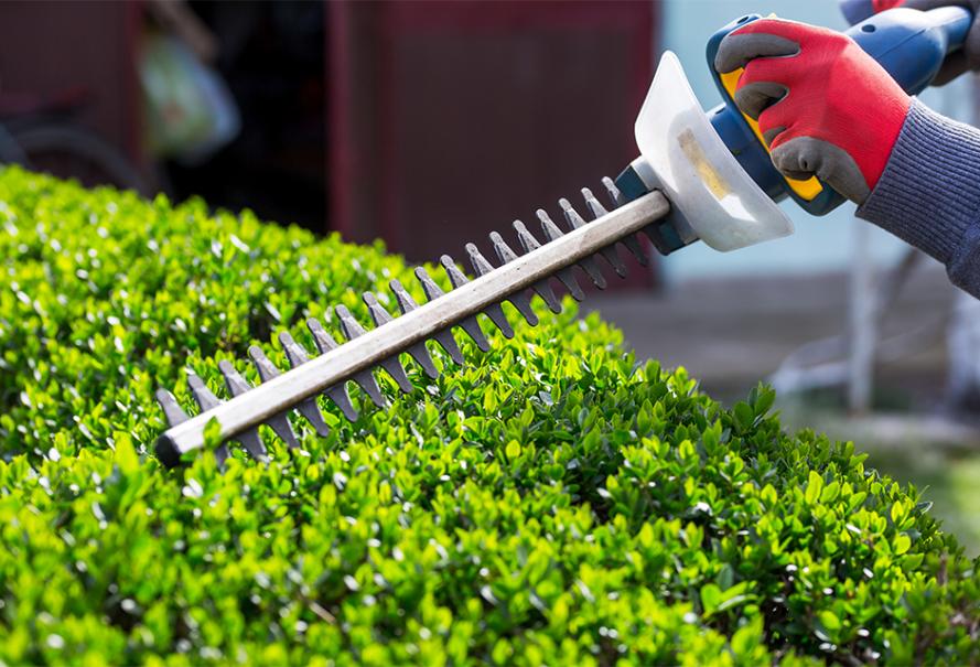 Service taille de haies 31 entre particuliers