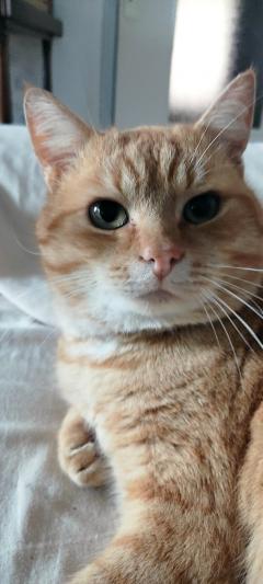 Service garde animaux entre particuliers
