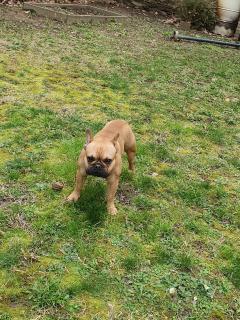 Demander ce petsitter