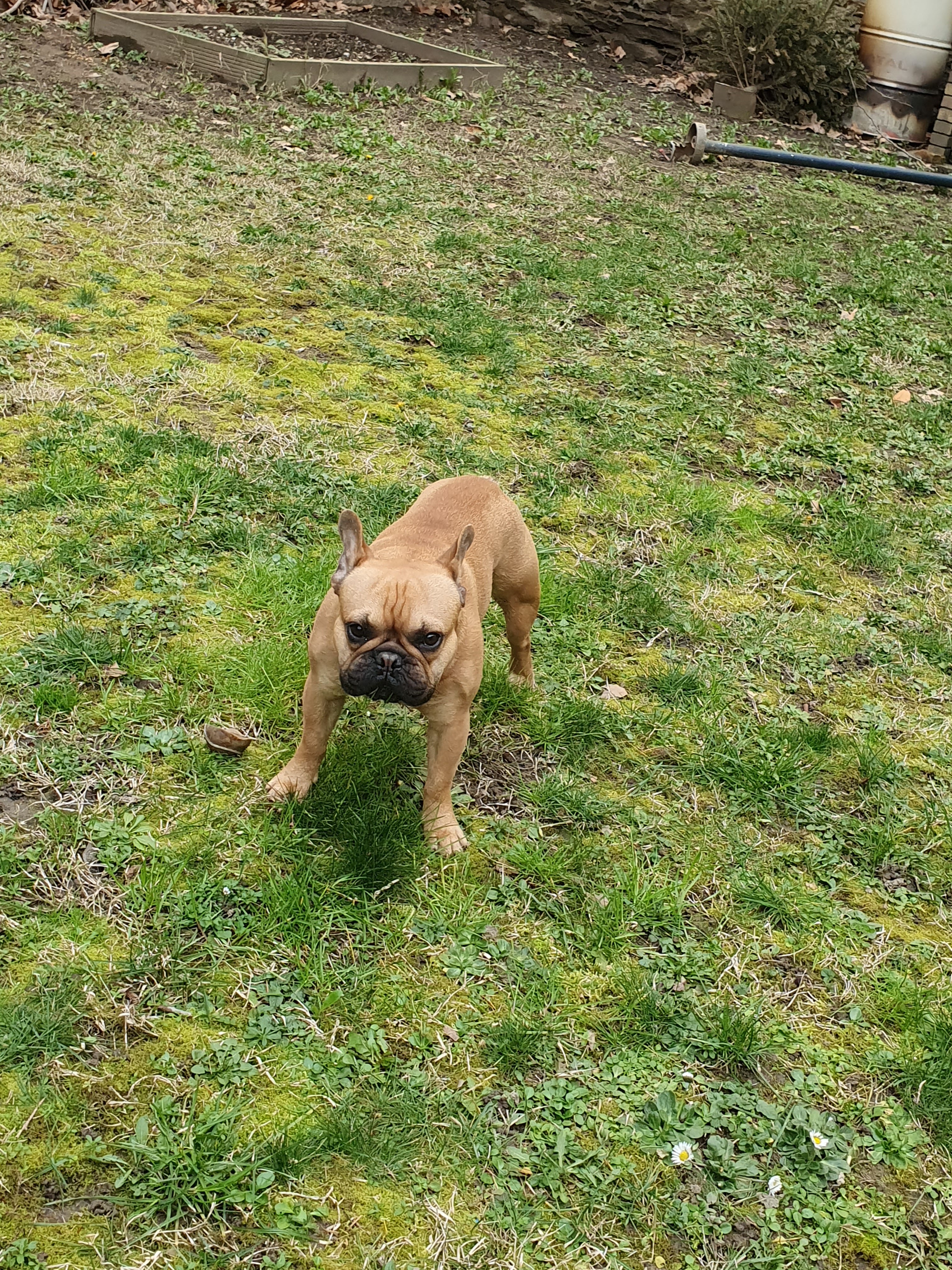 Service chien 69 entre particuliers
