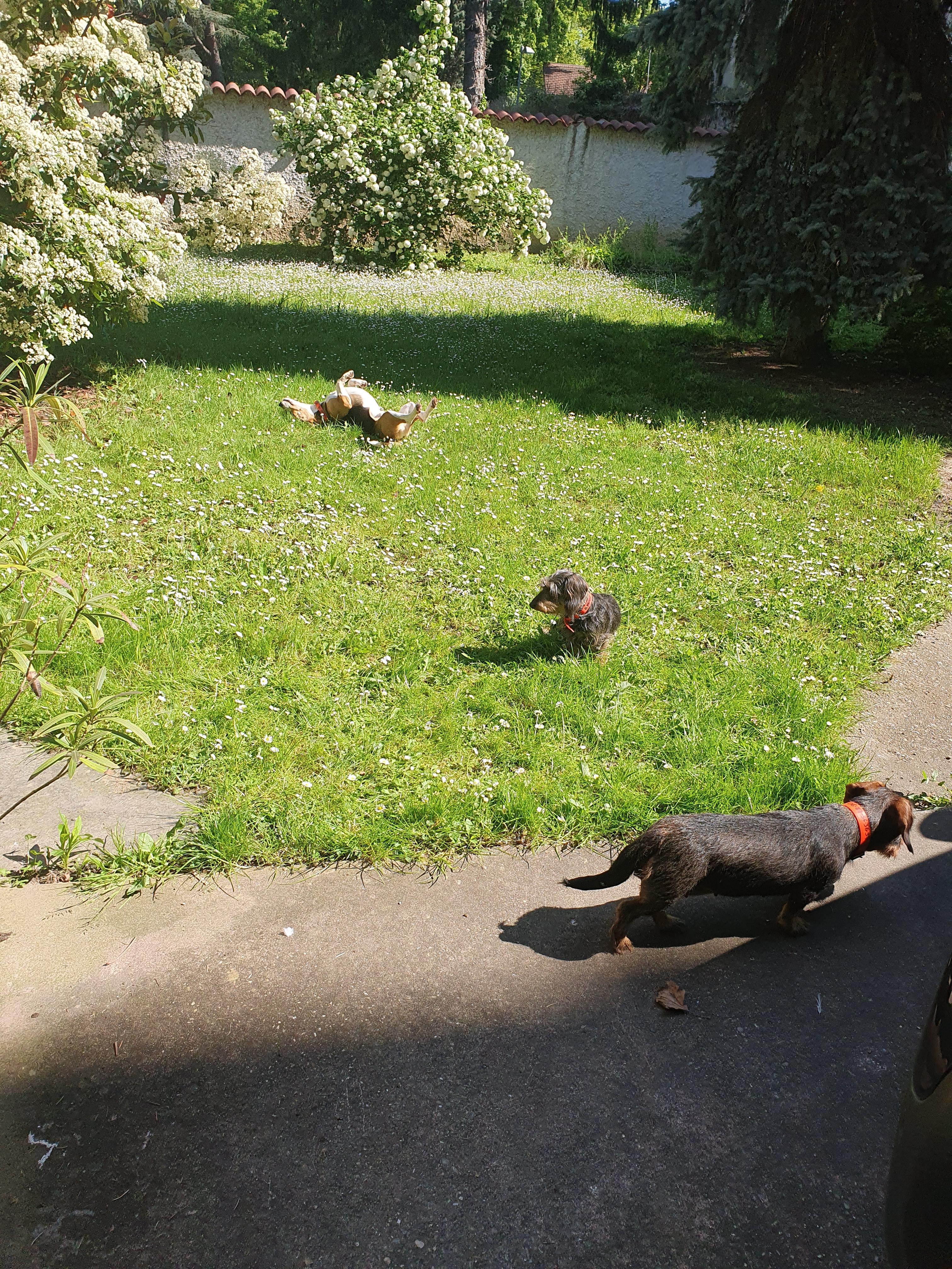 Service chien 69 entre particuliers