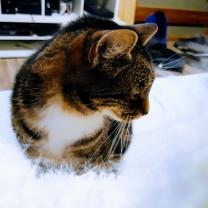 Demander ce catsitter