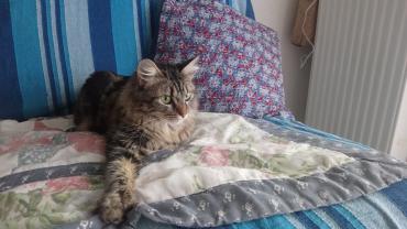 Demander ce catsitter