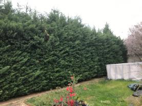 Service : taille de haies Service : taille de haies