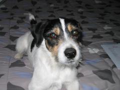 Service : chien Service : chien