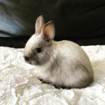 Service : garde lapin Service : garde lapin