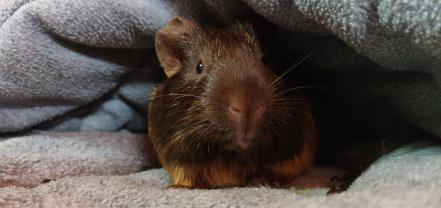 Service : rongeur Service : rongeur