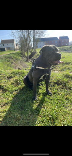 Service : chien Service : chien