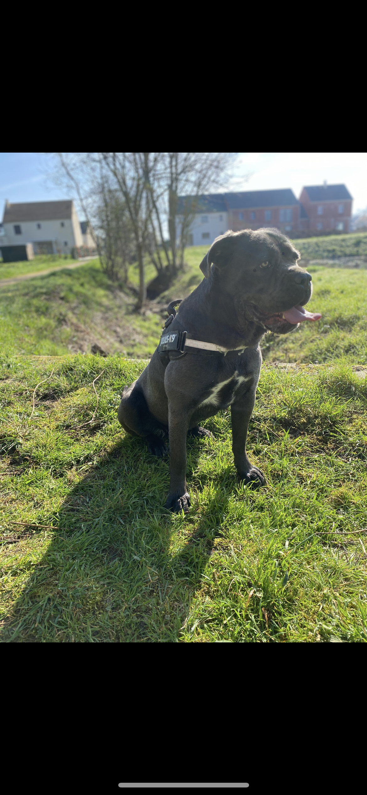Service chien 78 entre particuliers