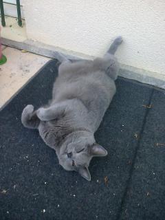 Demander ce catsitter