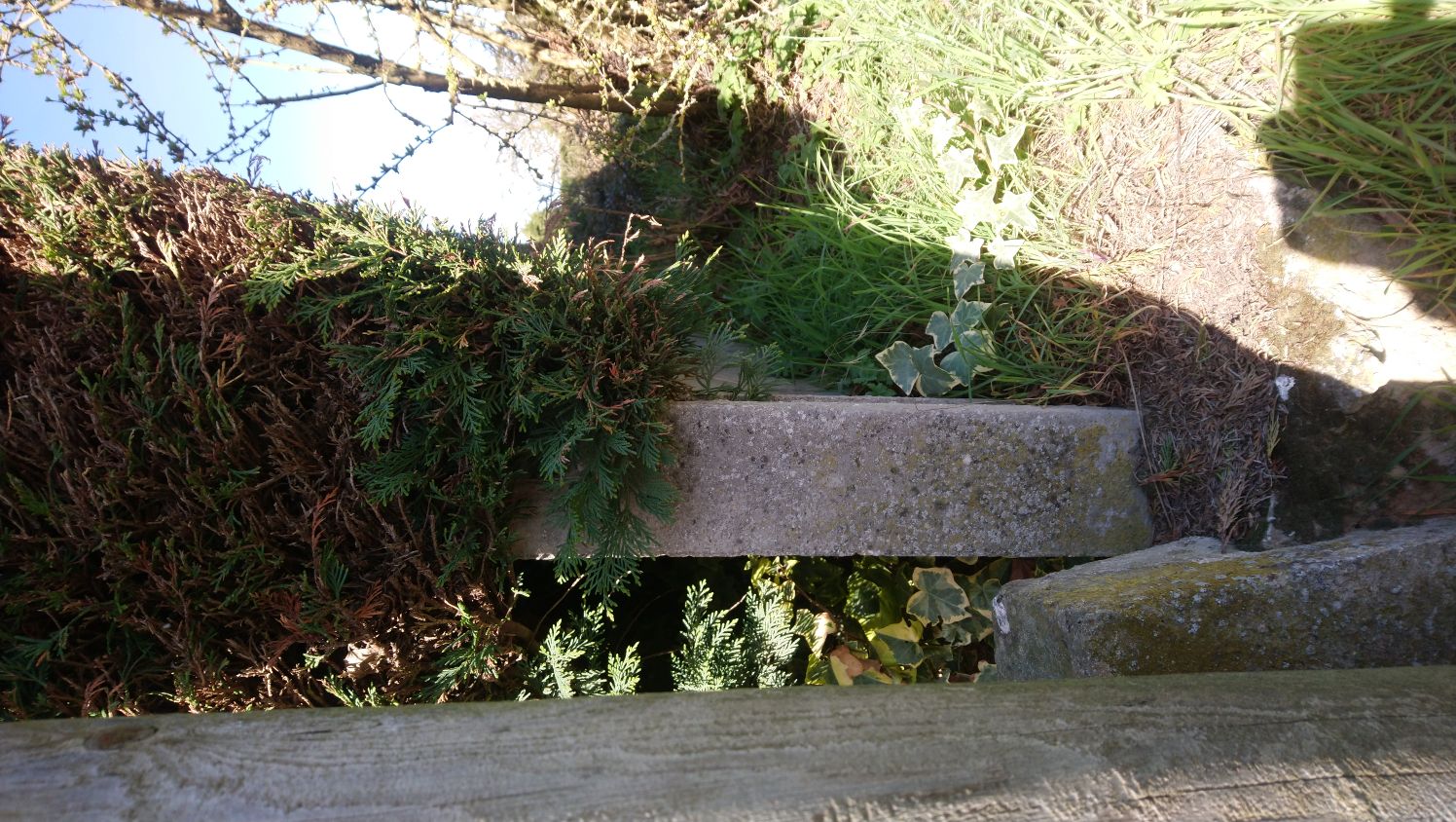 Service taille de haies 62 entre particuliers