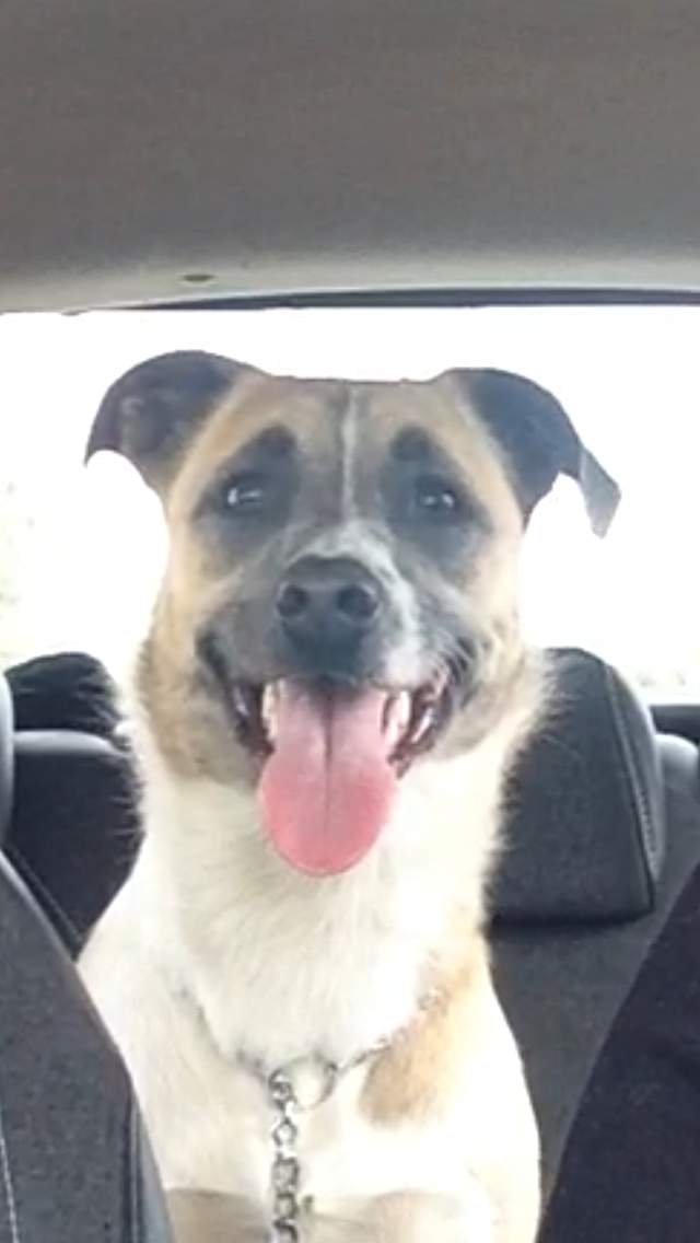 Service chien 76 entre particuliers