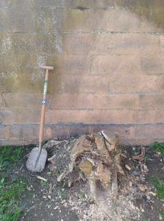 Service : elagage Service : elagage