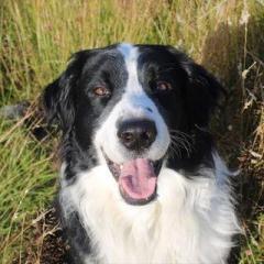 Service : garde animaux Service : garde animaux