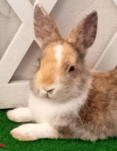 Service : garde animaux Service : garde animaux