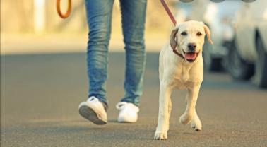 Service : chien Service : chien