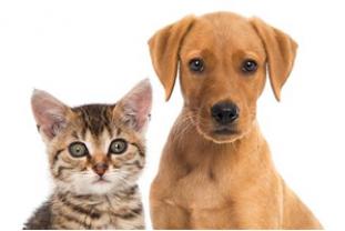 Service garde animaux entre particuliers