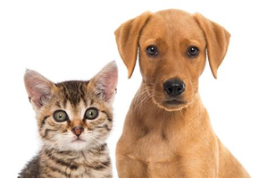 Service garde animaux 54 entre particuliers