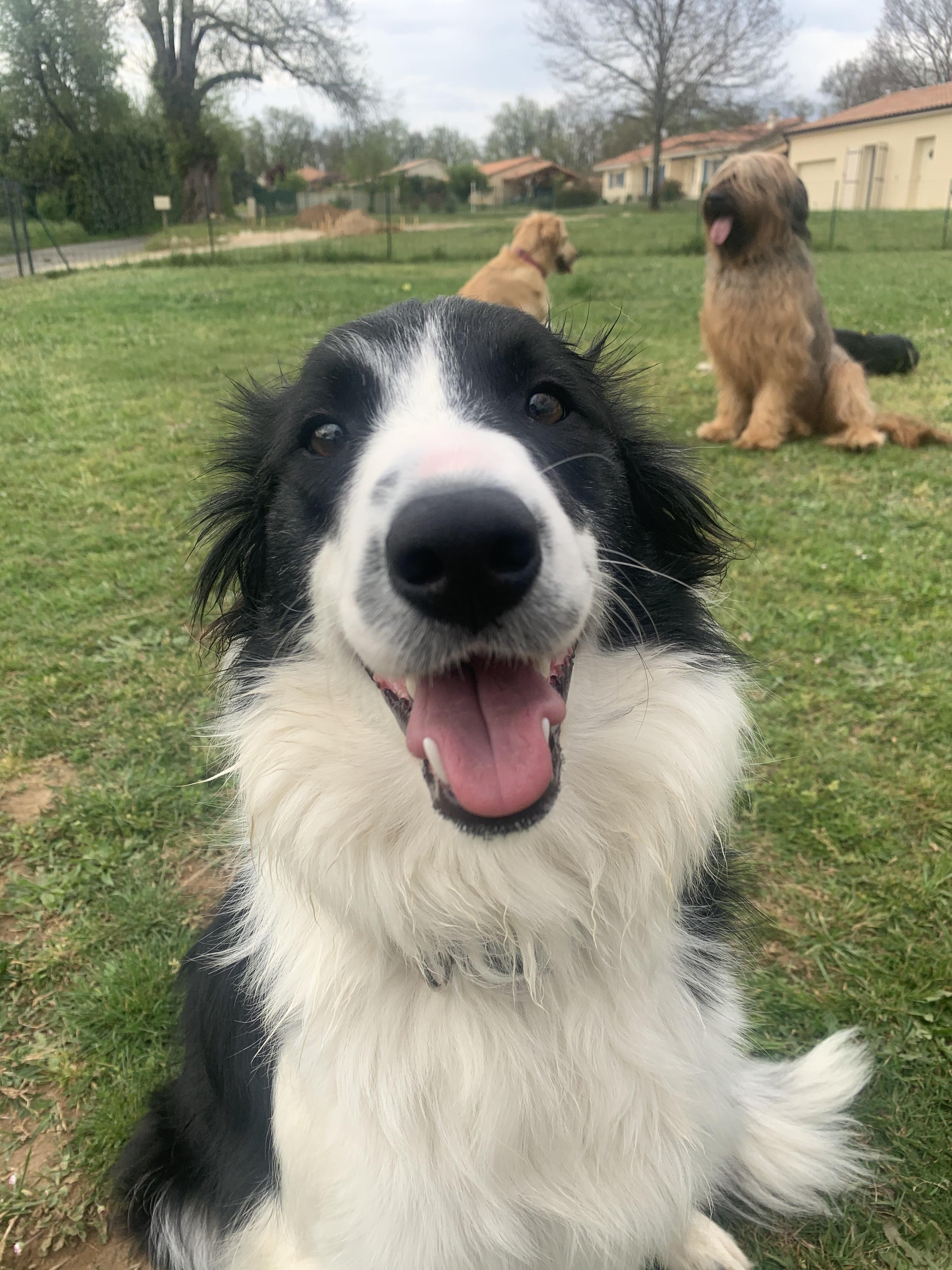Service garde animaux 24 entre particuliers