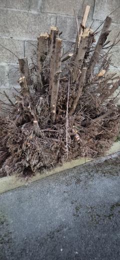 Location : tronconneuse Location : tronconneuse