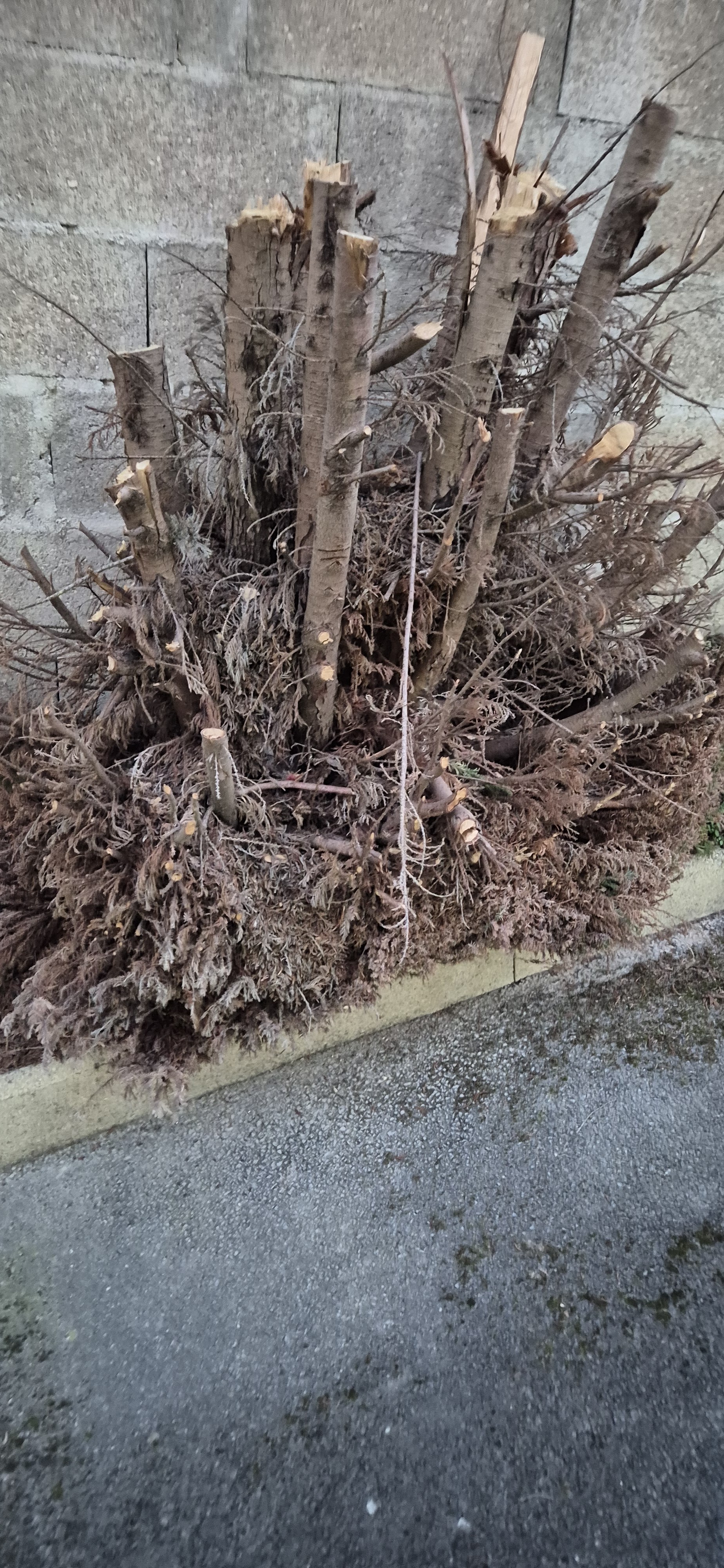 Location tronconneuse 51 entre particuliers