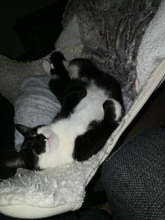 Demander ce catsitter