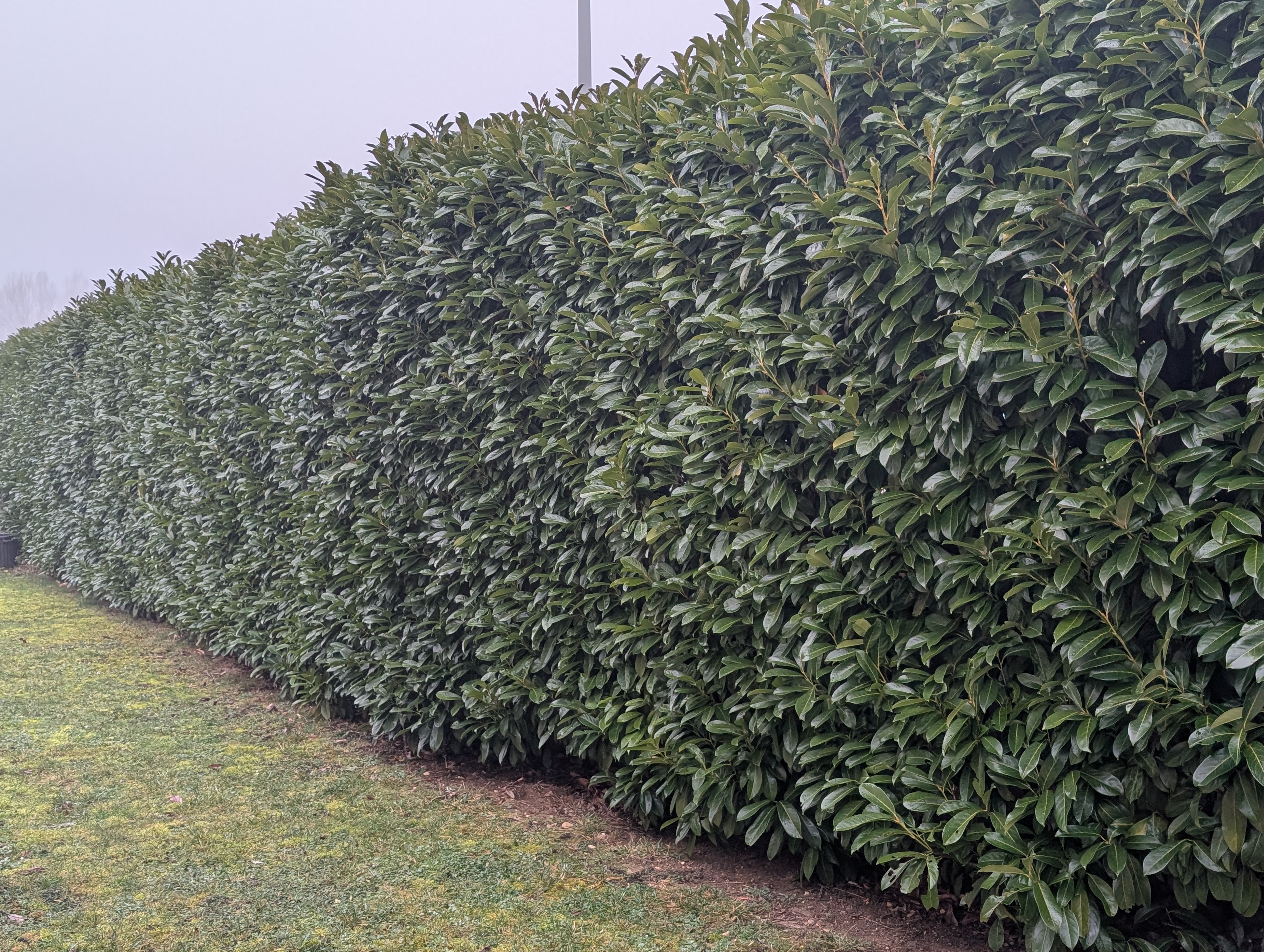 Service elagage 01 entre particuliers