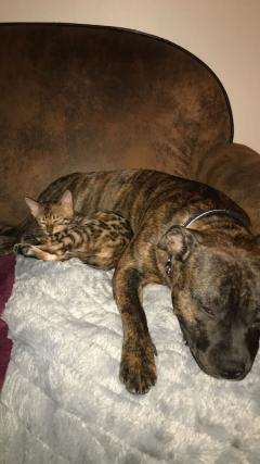 Service : garde animaux Service : garde animaux