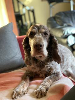 Service : garde animaux Service : garde animaux