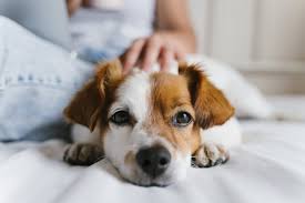 Service garde animaux 16 entre particuliers