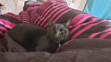 Service : garde animaux Service : garde animaux