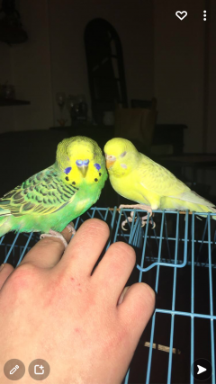 Service : garde animaux Service : garde animaux