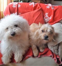 Service : chien Service : chien