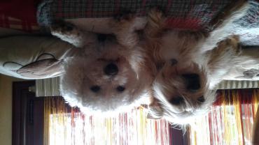 Service : chien Service : chien